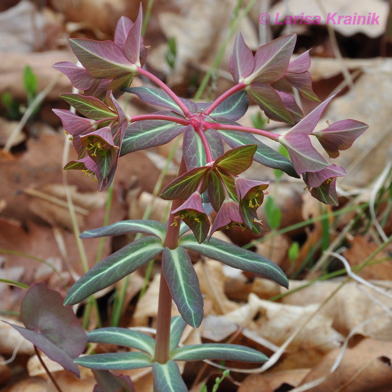 Изображение особи Euphorbia komaroviana.