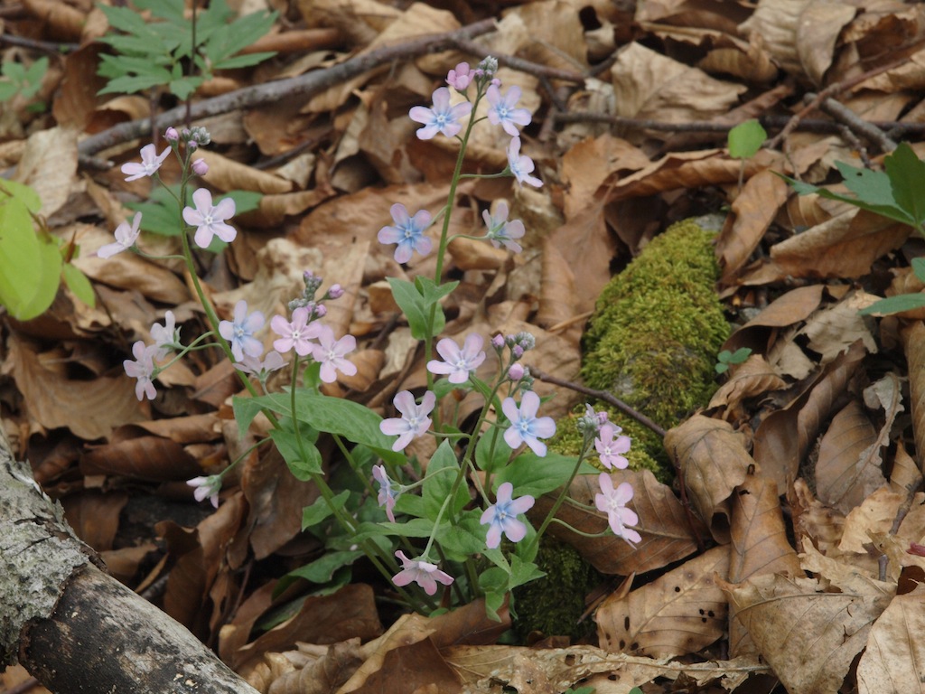 Image of Omphalodes cappadocica specimen.
