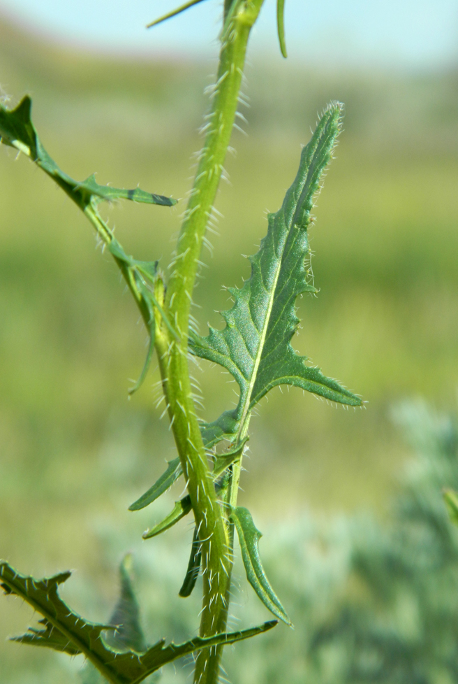 Image of Sisymbrium loeselii specimen.