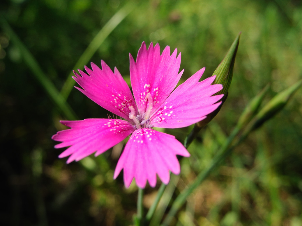 Изображение особи Dianthus deltoides.