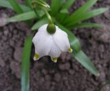 Leucojum vernum. Цветок (вид сверху). Курская обл., г. Железногорск, цветник. 8 апреля 2009 г.