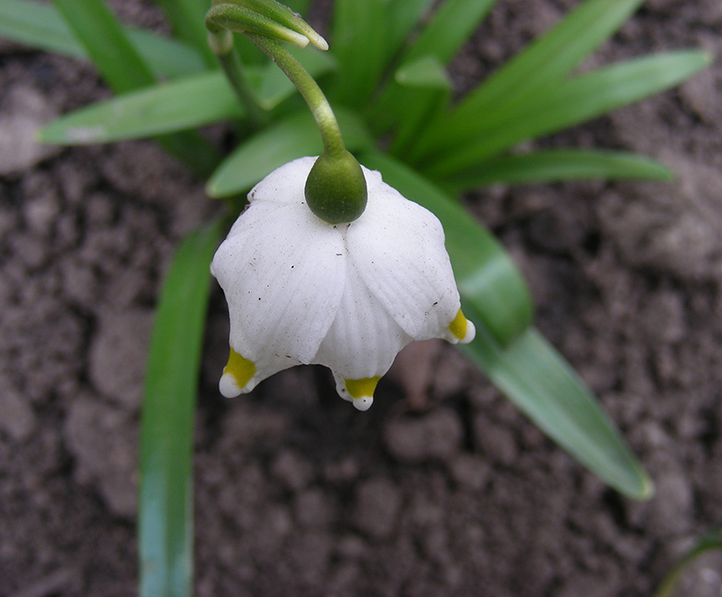 Изображение особи Leucojum vernum.