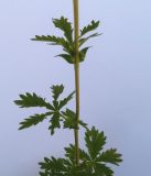 Potentilla intermedia