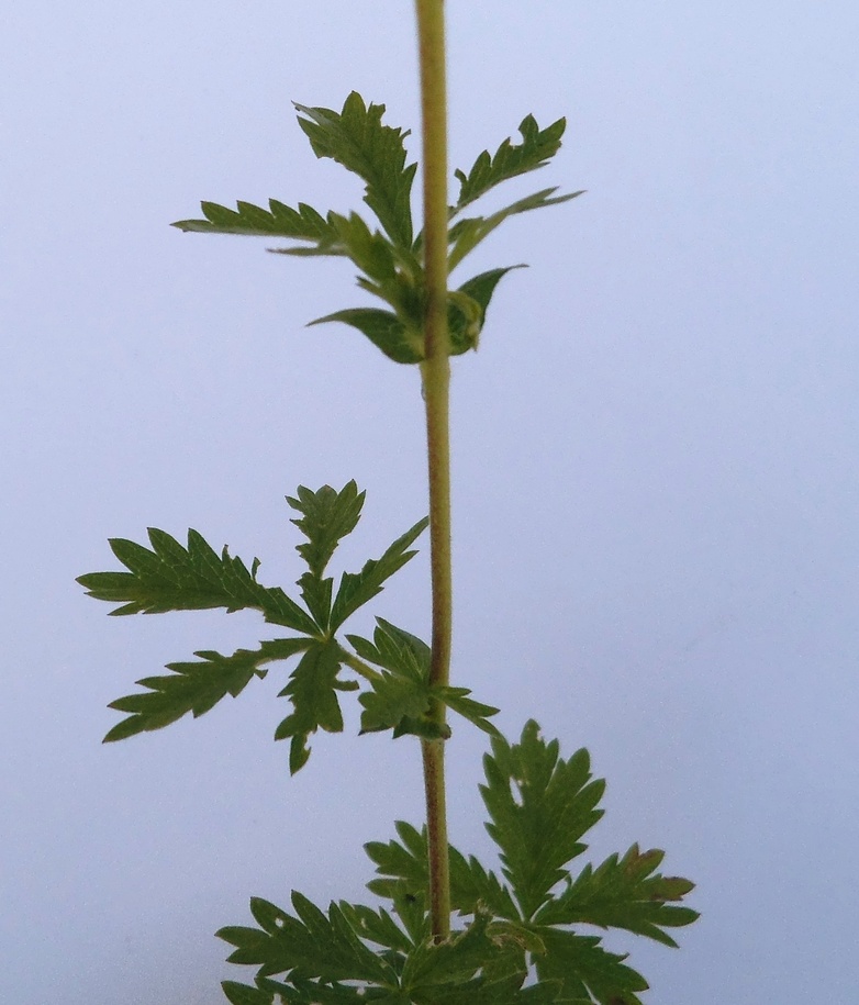 Image of Potentilla intermedia specimen.