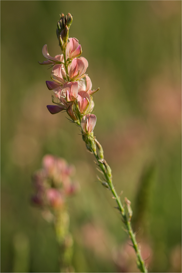 Изображение особи Onobrychis arenaria.