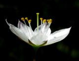 Trientalis arctica