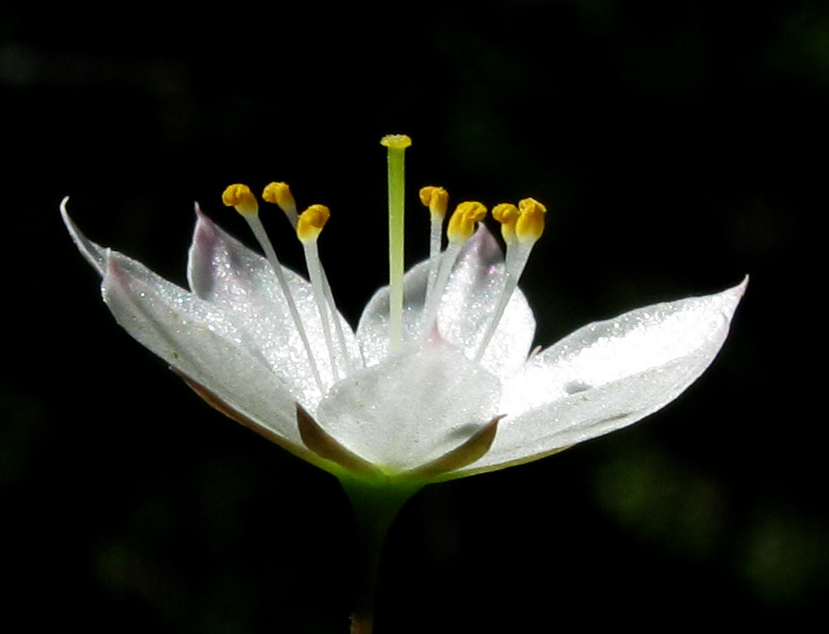 Image of Trientalis arctica specimen.