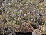 Ziziphora clinopodioides