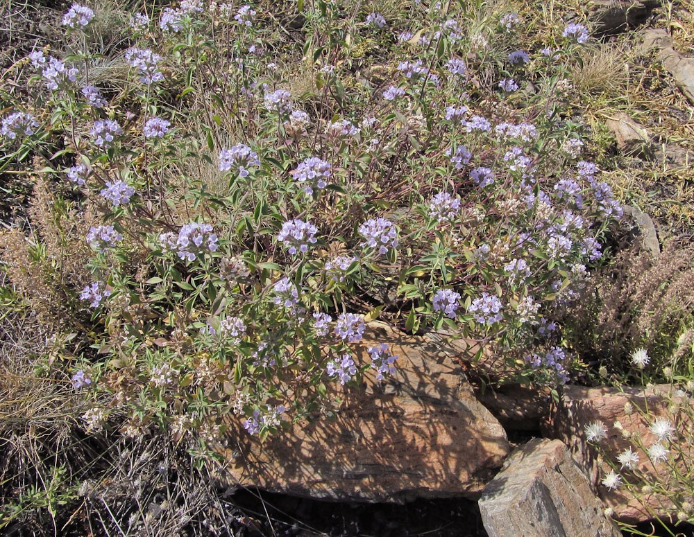 Изображение особи Ziziphora clinopodioides.