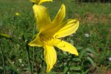 Hemerocallis minor