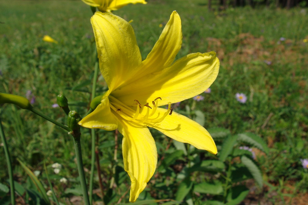 Изображение особи Hemerocallis minor.