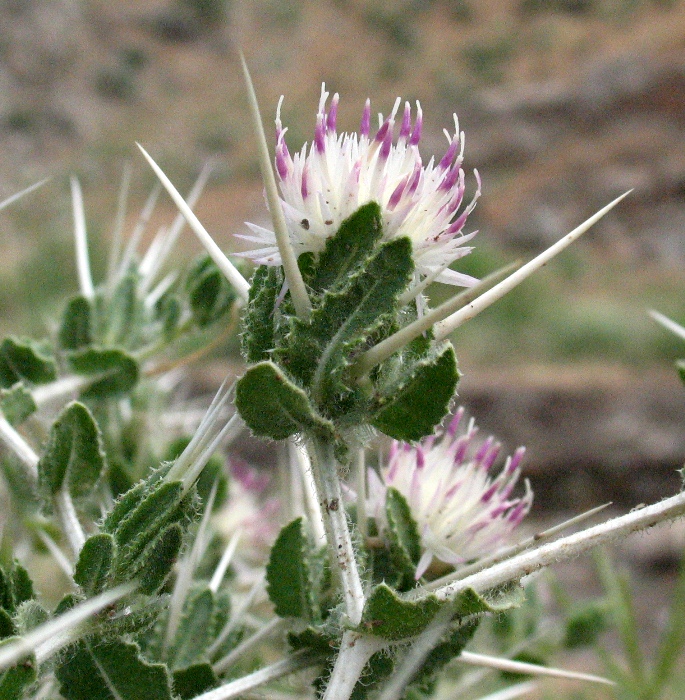 Image of Centaurea belangeriana specimen.
