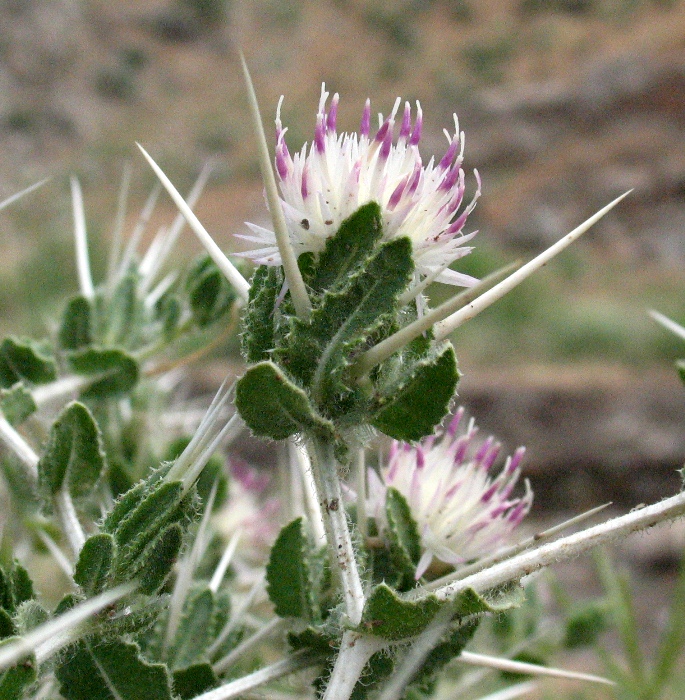 Изображение особи Centaurea belangeriana.