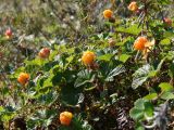 Rubus chamaemorus