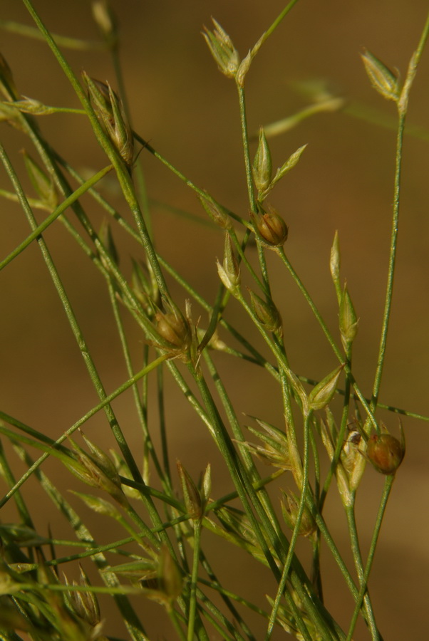 Изображение особи Juncus sphaerocarpus.