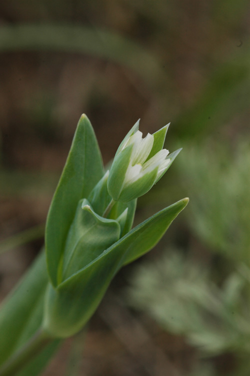 Image of Cerastium perfoliatum specimen.