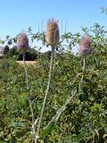 Dipsacus fullonum