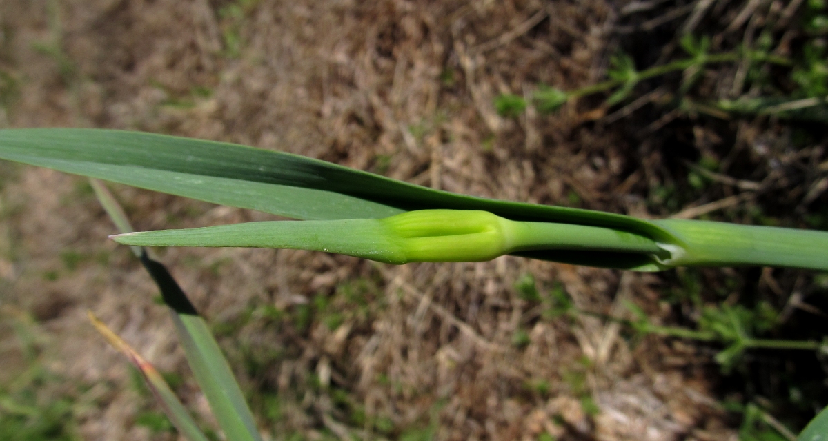 Изображение особи Allium ampeloprasum.