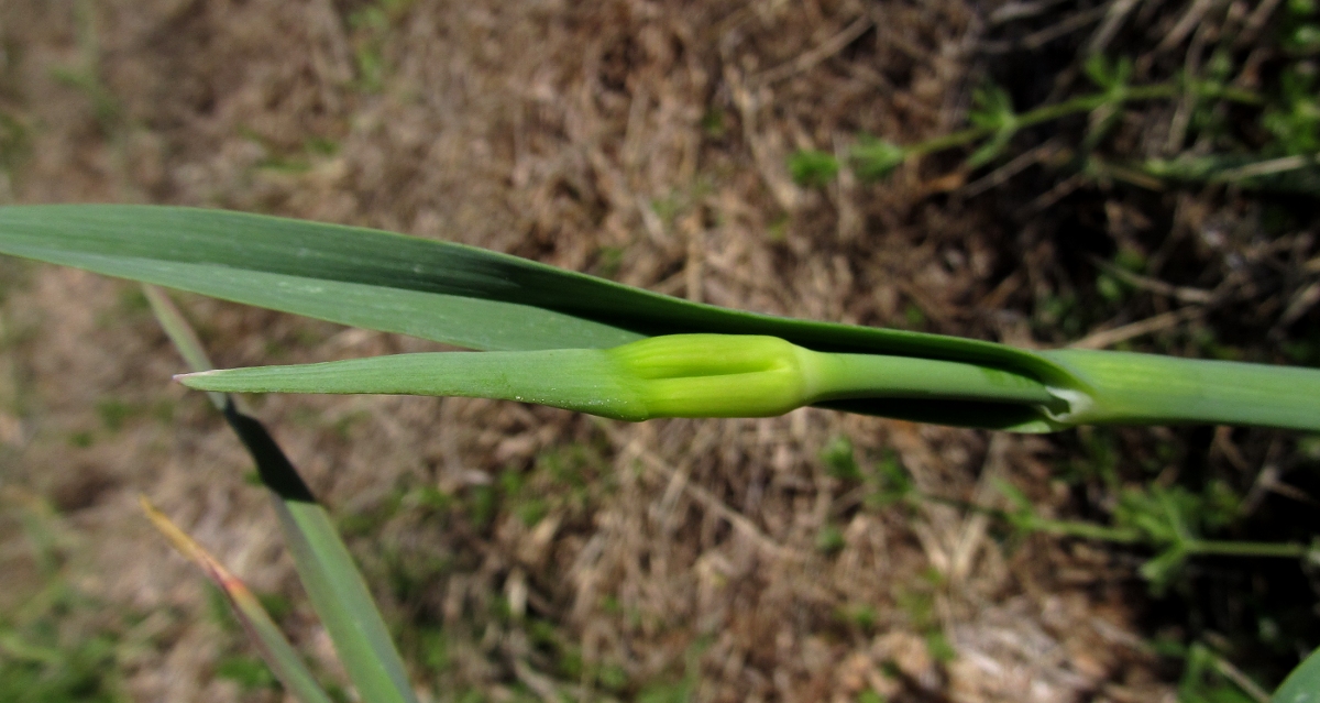 Image of Allium ampeloprasum specimen.