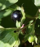 Atropa bella-donna. Вызревший и невызревший плоды. Германия, г. Krefeld, ботанический сад. 16.09.2012.