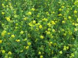 Medicago falcata. Цветущие растения. Иркутск, территория вокруг открытого стадиона. 04.07.2012.