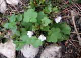 Cymbalaria muralis