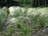 род Stipa