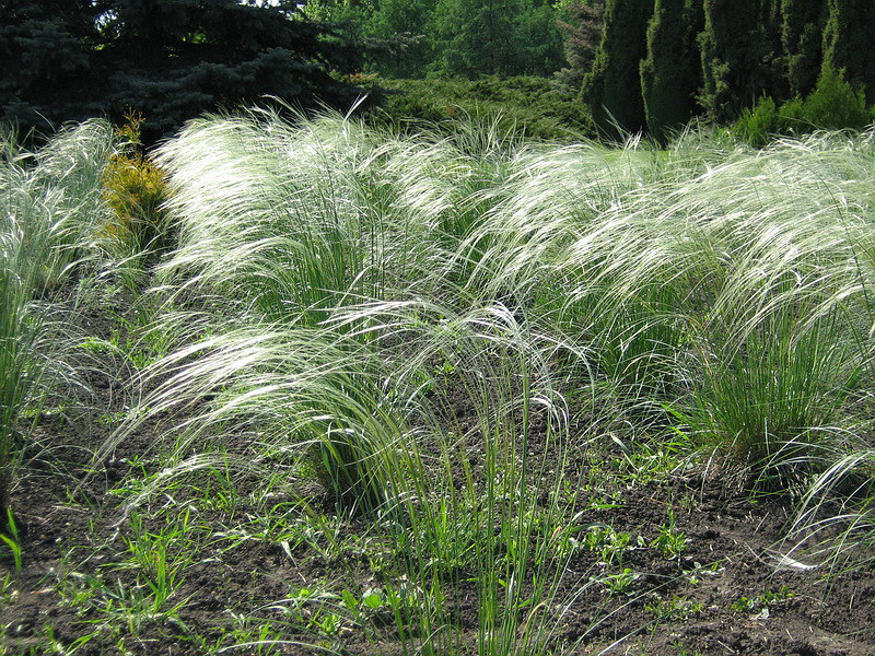 Изображение особи род Stipa.