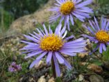 Aster alpinus