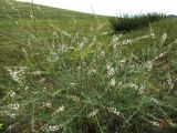 Astragalus melilotoides. Цветущее растение в степи около дороги. Иркутская обл., оз. Байкал, о. Ольхон, окр. фермы Ташкай, берег залива Загли. 25.07.2012.