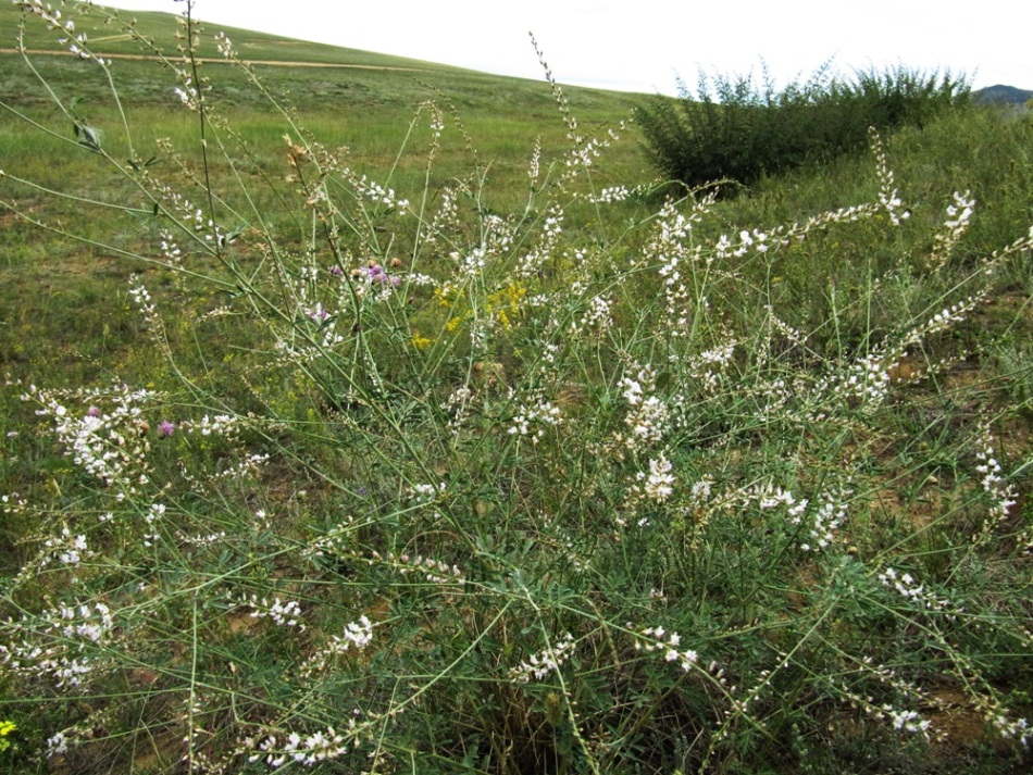 Image of Astragalus melilotoides specimen.