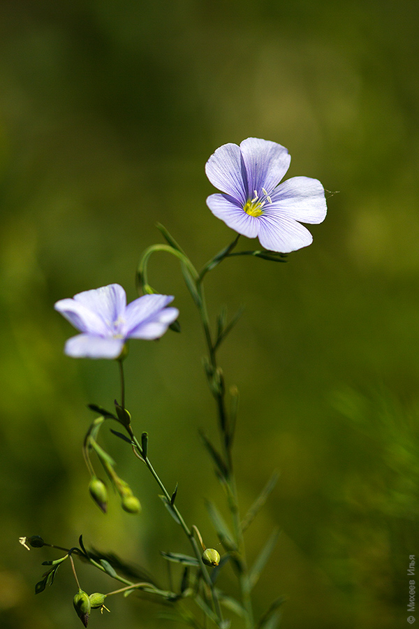 Image of Linum austriacum specimen.