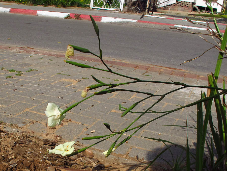 Изображение особи Dietes bicolor.