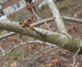 Hamamelis × intermedia. Скелетная ветка. Германия, г. Кемпен, в парке. 28.03.2013.