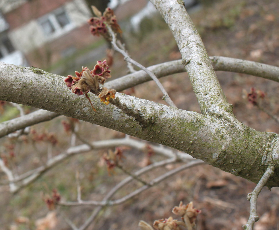 Image of Hamamelis × intermedia specimen.