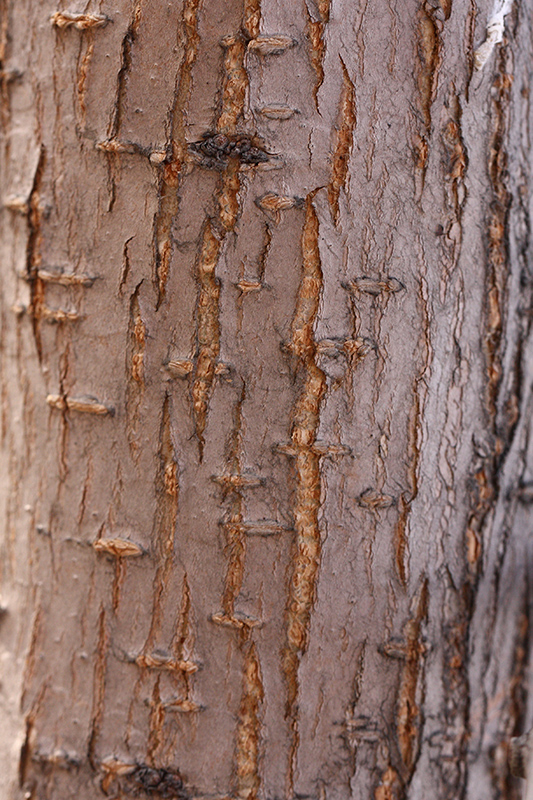 Image of genus Ulmus specimen.
