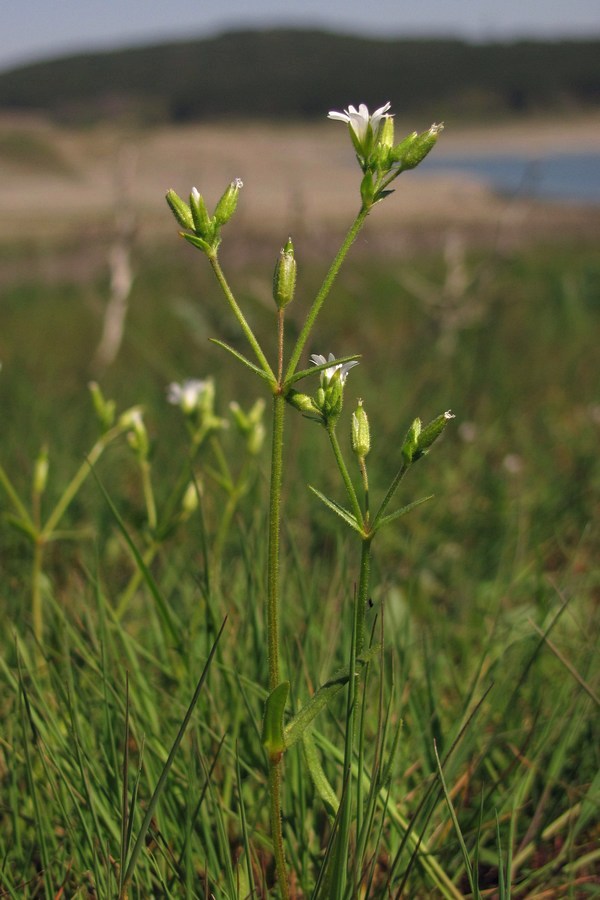 Image of Dichodon viscidum specimen.
