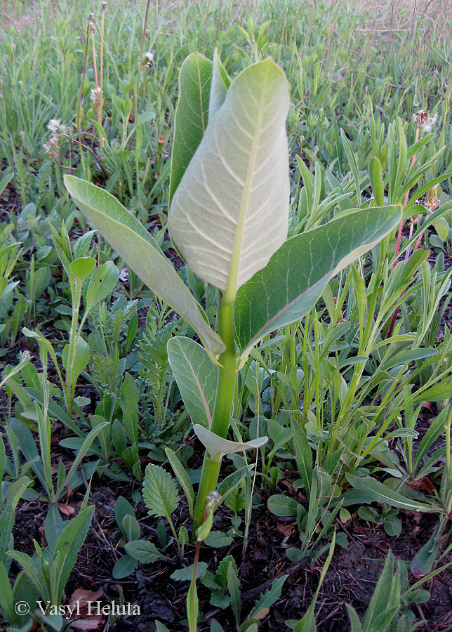 Image of Asclepias syriaca specimen.