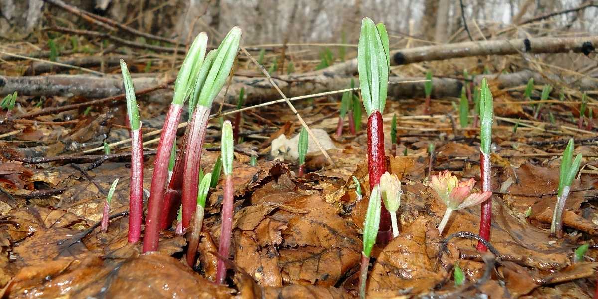 Изображение особи Allium ochotense.