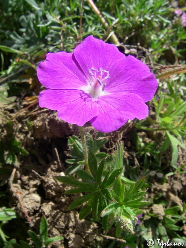 Image of Geranium sanguineum specimen.