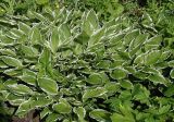 Hosta albomarginata