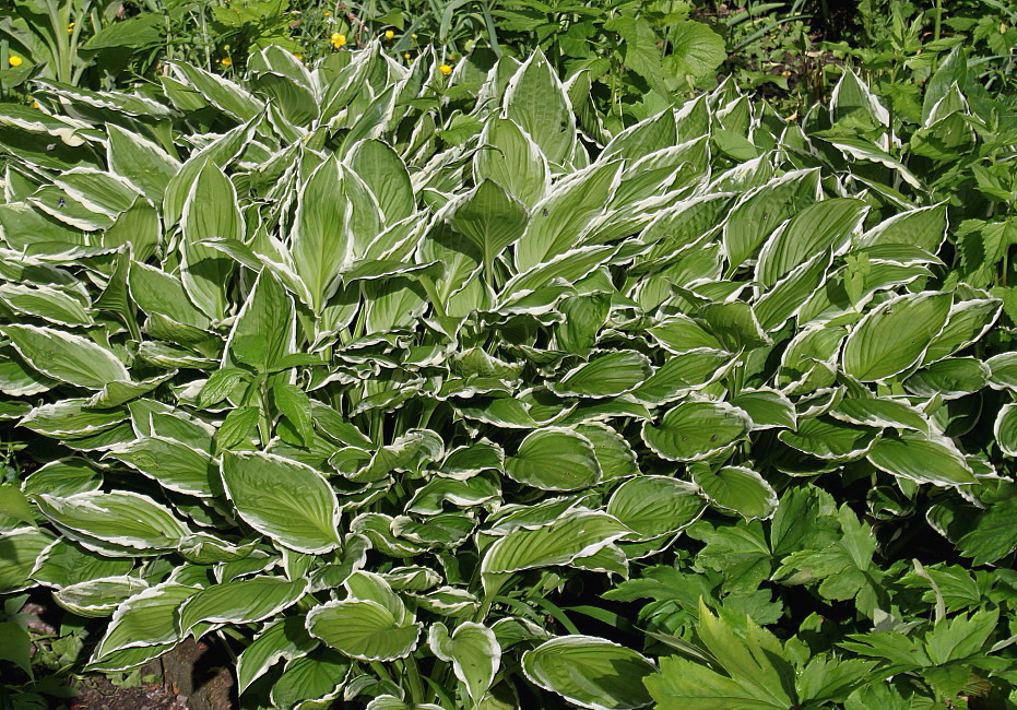 Image of Hosta albomarginata specimen.