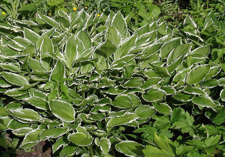 Изображение особи Hosta albomarginata.