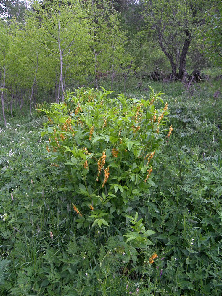 Image of Lathyrus aureus specimen.