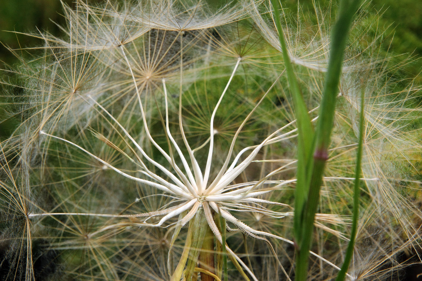 Изображение особи Tragopogon turkestanicus.