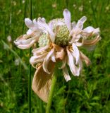 Anemone sylvestris