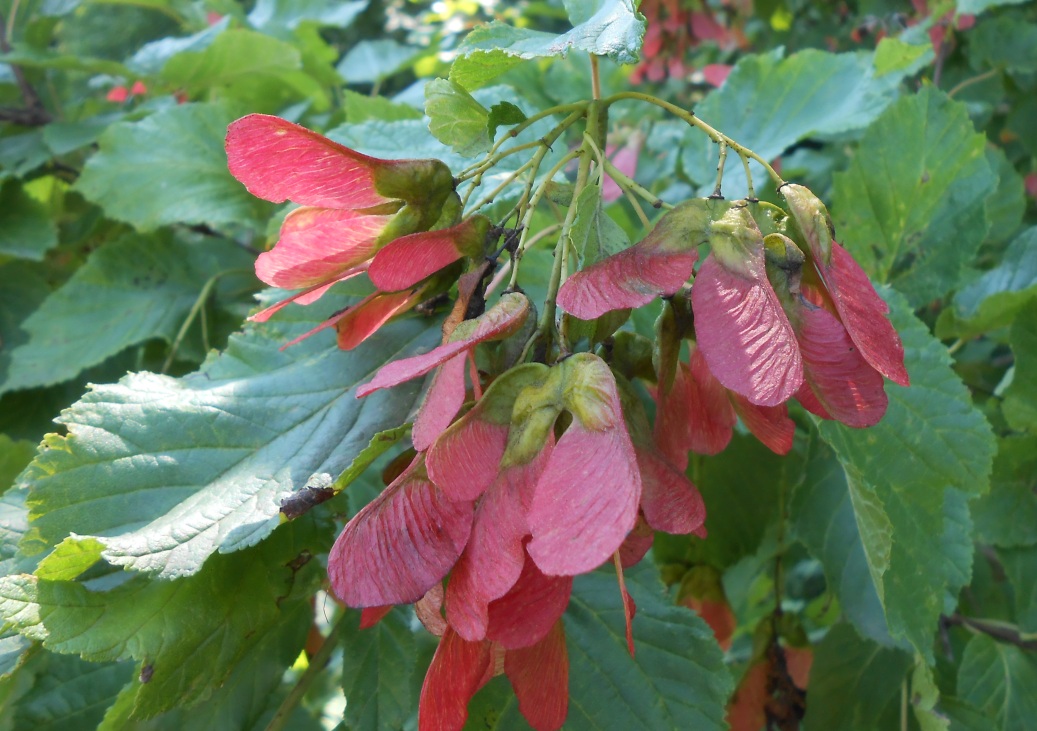 Image of Acer tataricum specimen.