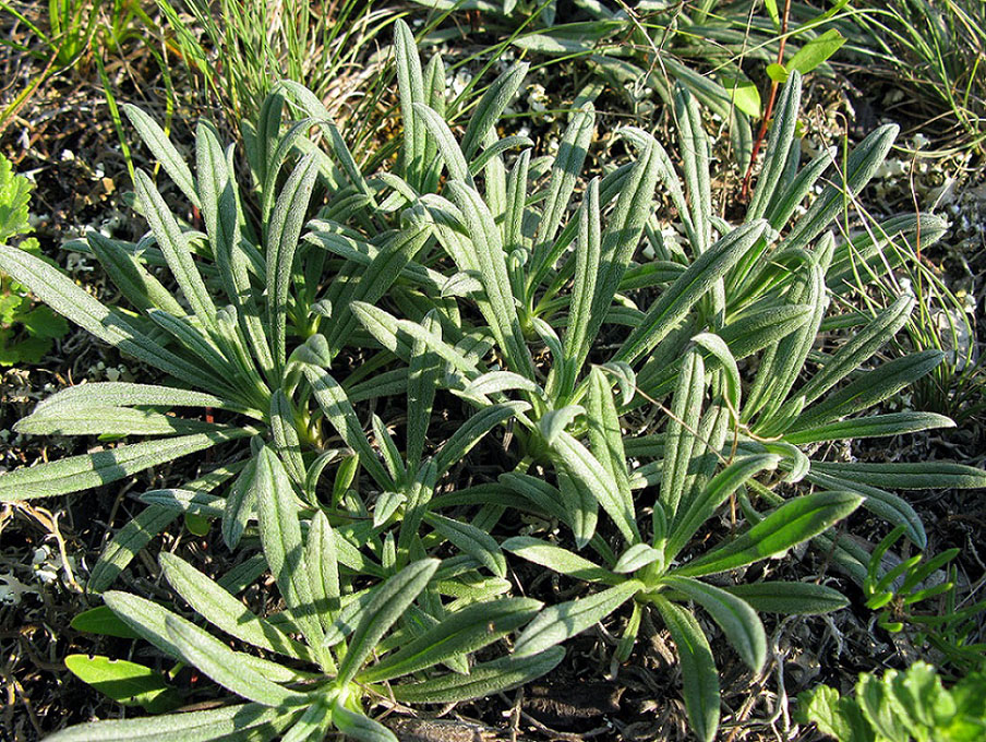 Image of Onosma taurica specimen.