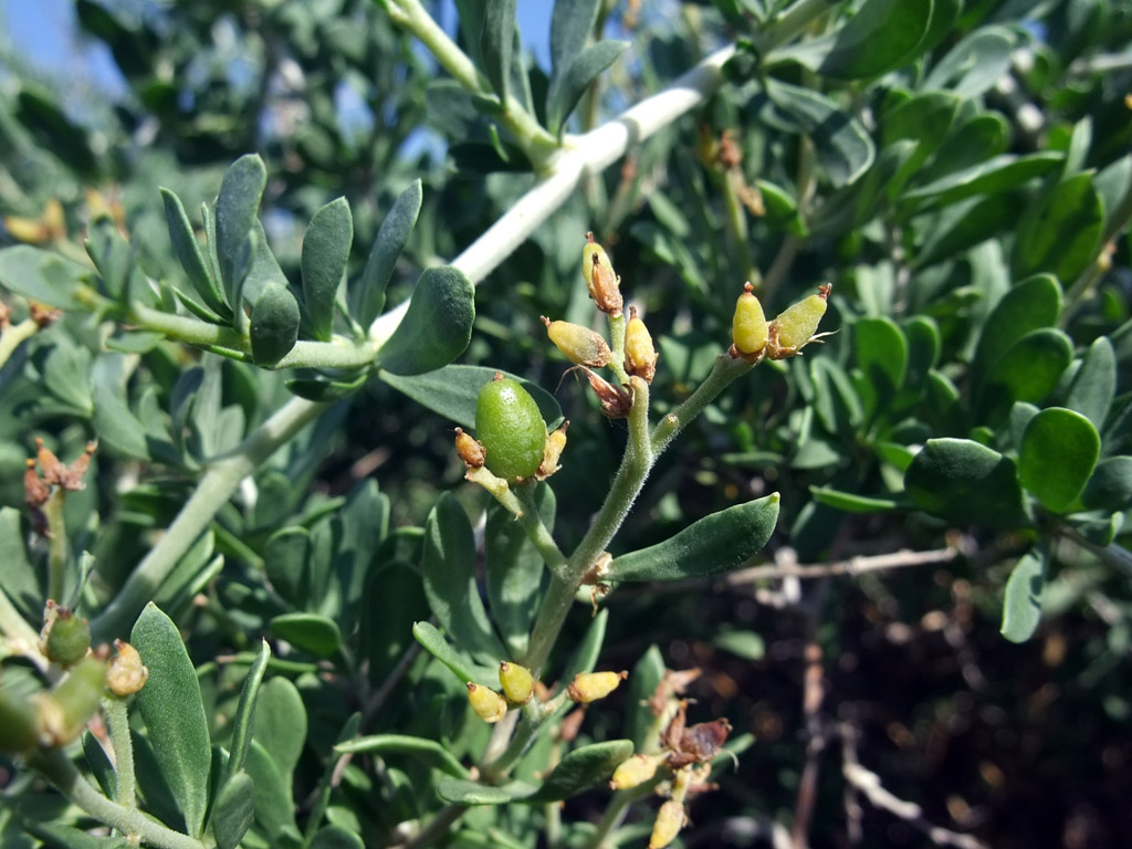 Image of Nitraria sibirica specimen.