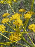 Ferula kelleri